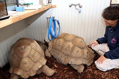 冷え込み進む長野県内 カメの冬ごもり始まる｜信濃毎日新聞デジタル