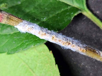 長野県で中国原産カメムシの仲間を初確認 リンゴやナシの木に被害