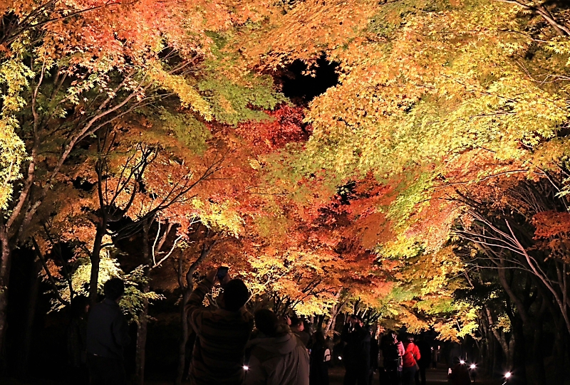 もみじのトンネル」1万本の紅葉を昼も夜も満喫 箕輪町｜信濃毎日新聞