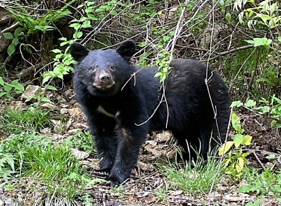 ★くまのしん★マンナイン mannine コート　裏柄　ブラック ☆くまのしん様専用☆マンナイン mannine コート 裏柄 ブラック