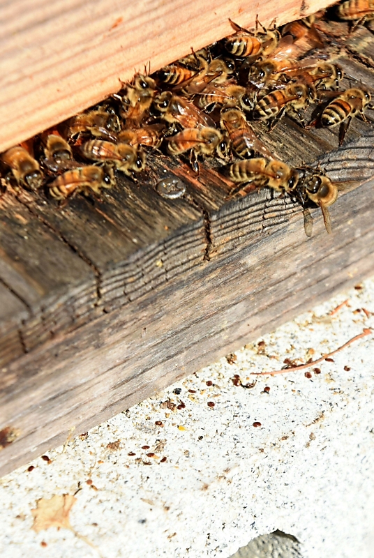 長野県の養蜂家も悩ますダニ被害、世界的に深刻化 寄生で巣箱ごと全滅