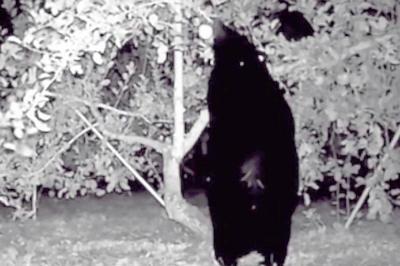 熊がリンゴ食べる姿、防犯カメラに映る ほぼ食い尽くされた上田市の