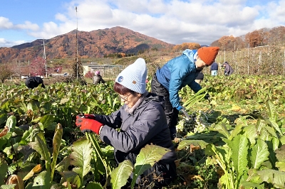 野沢菜が格安の1キロ80円で買える 上田市で「まつり」開催中｜信濃毎日