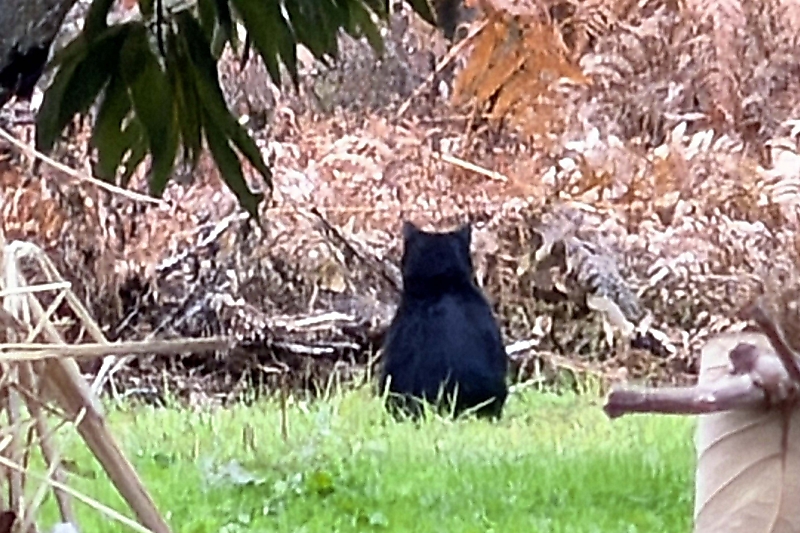 熊さんだ」散歩中の園児が声上げる 小布施町の保育園近くで熊目撃