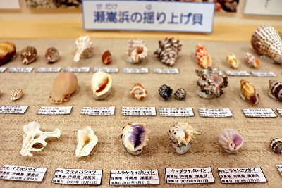 沖縄で採取した貝410種を自宅に展示 長野市の女性、基地問題考える