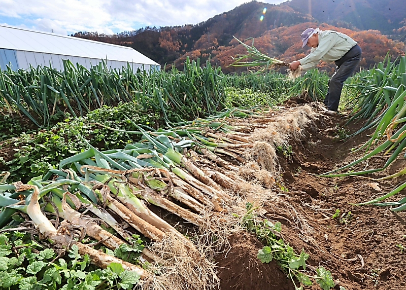 信州の伝統野菜「松代一本ねぎ」の収穫、長野市で最盛期 太く柔らかい