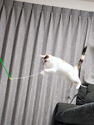 民芸を伝えることは「世直し」 木曽平沢の漆作家・佐藤阡朗さん〈人で