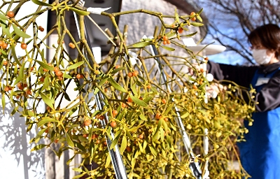 販売前から問い合わせある人気物 原村の八ヶ岳自然文化園でヤドリギ