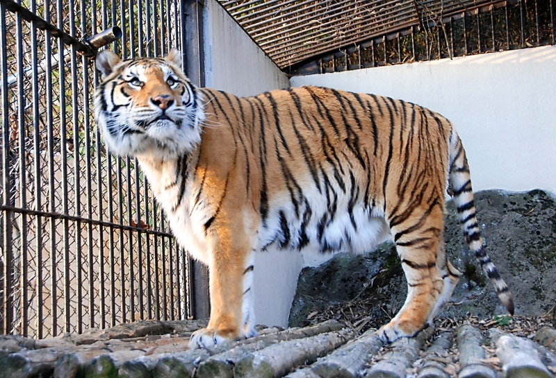 須坂市動物園の“国内最高齢”ベンガルトラ「臥桜」死ぬ 園で飼育する