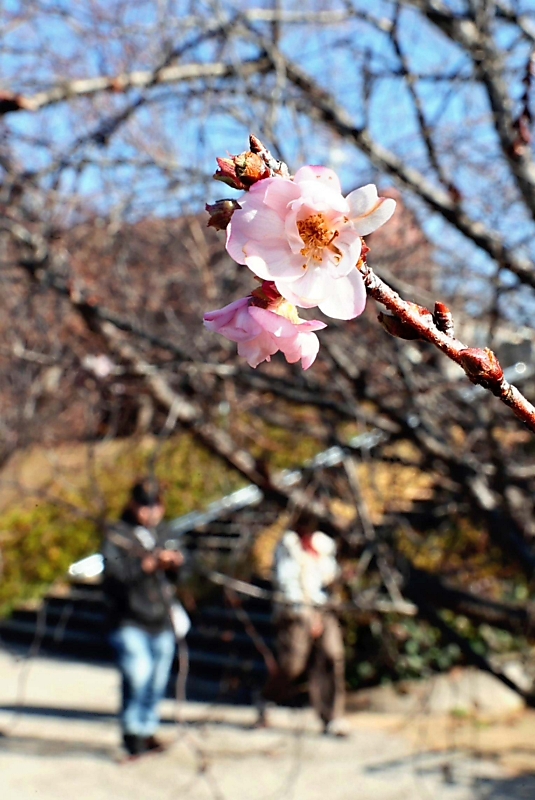 師走の長野市城山公園 「十月桜」が開花｜信濃毎日新聞デジタル 信州