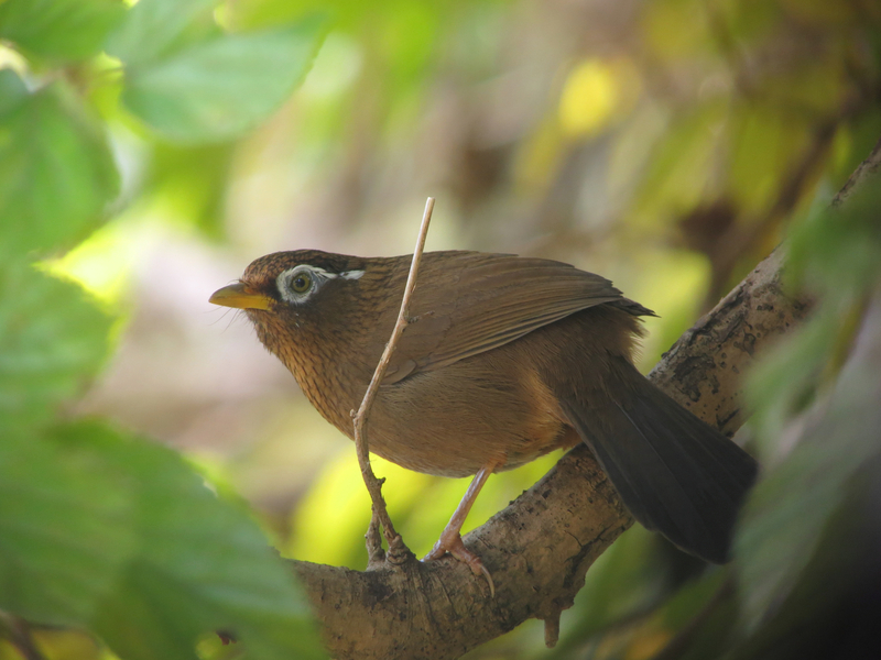 外来種ガビチョウ、中央アルプス高山帯で確認 固有種の生態に影響の