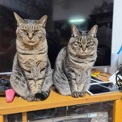 J2得点ランキングトップ 元松本山雅の小松蓮、J1ヴィッセル神戸に