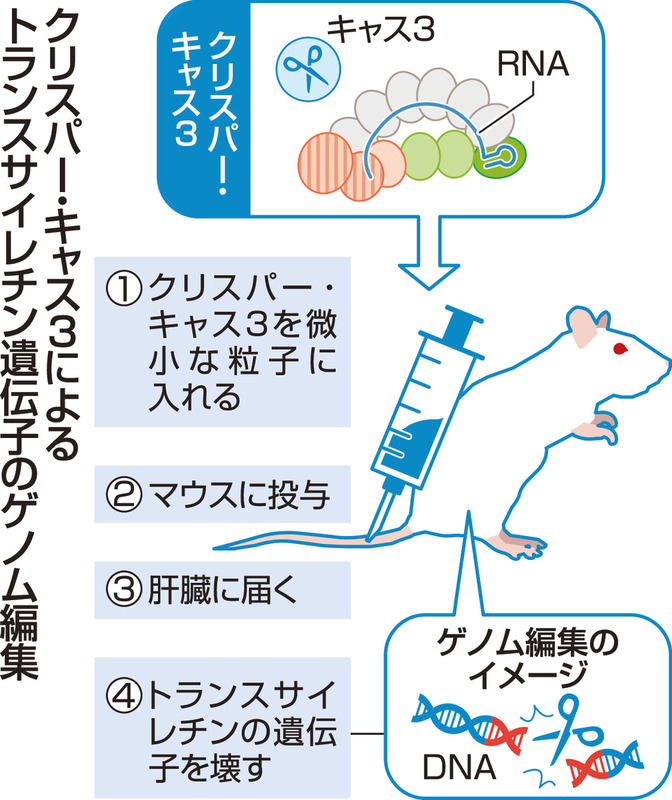難治性疾患、より安全な遺伝子治療の道開ける 東大・信州大などの研究