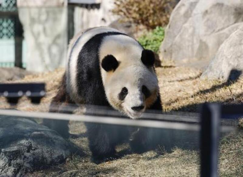 パンダが日本からいなくなる、Xポストを解析したら→AIは「特定の層が