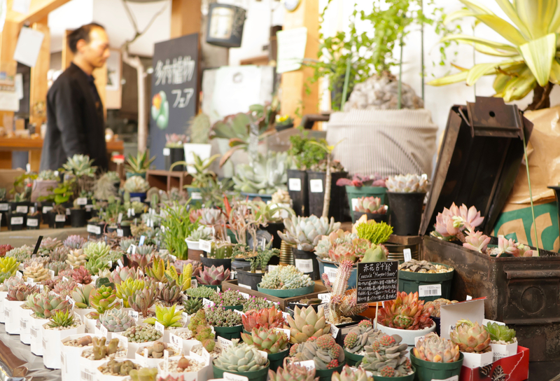 週末は小諸で多肉植物の聖地巡礼を