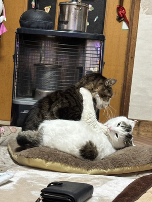 線を刻み時を刻む」 フィンランドの自然を写真で撮って銅版画に 飯田市