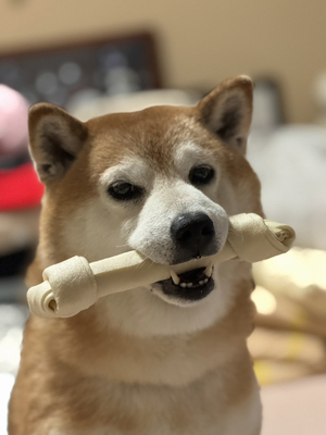 AC長野の山中麗央選手、千曲市の母校へ 児童と交流しボール寄贈