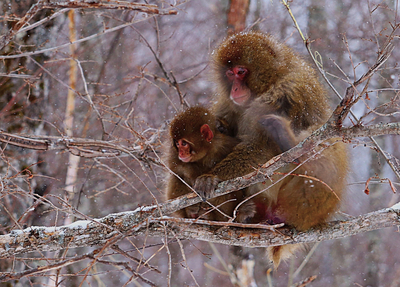 セイジ・オザワ松本フェスティバルの公式リーフレット、松本市で配布