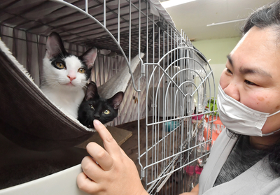 長野市の保護猫ハウス 「猫の日」22日は無料でおやつをあげられます