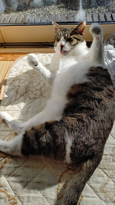 線を刻み時を刻む」 フィンランドの自然を写真で撮って銅版画に 飯田市