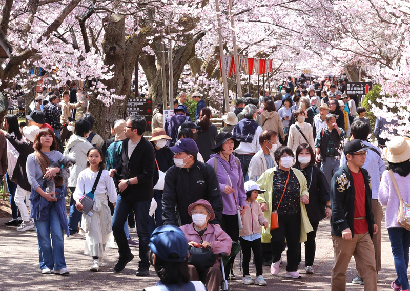 高遠城址公園の「さくら祭り」今年もデジタルチケット販売へ 伊那市