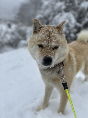 春の叙勲・旭日双光章 高橋貞夫さん（元現代工芸美術家協会長野会長