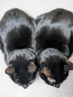 K2滑落の平出和也さんと中島健郎さんにピオレ・ドール賞 イタリア