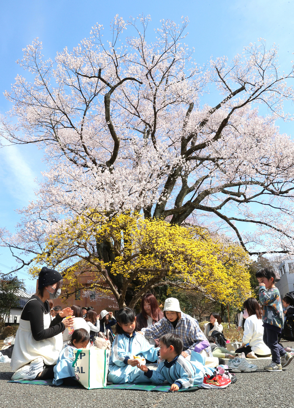 飯田市の「長姫のエドヒガン」満開 2013年以降で最も早い開花｜信濃