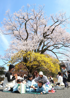 飯田市の「長姫のエドヒガン」満開 2013年以降で最も早い開花｜信濃