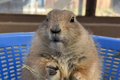 プレーリードッグ「おでん」、須坂市動物園の“顔”に 2票差で初当選