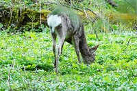上高地の明神―徳沢間にあるニリンソウ群落で植物を食べるニホンジカ＝2025年5月10日（船橋佑見さん撮影）