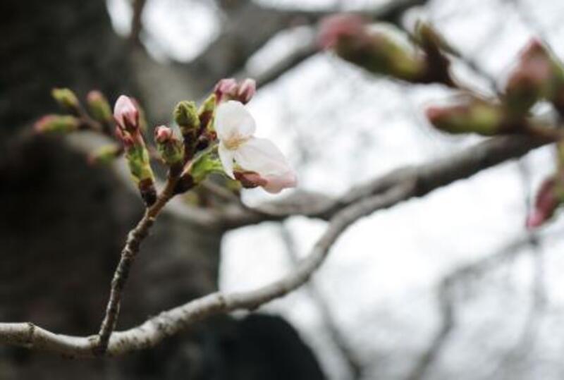 大阪でも桜開花 平年より1日早く｜信濃毎日新聞デジタル 信州・長野県