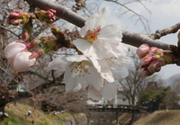 ほころび始めた松本城公園のソメイヨシノ