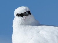 雄のライチョウには、サングラスをかけたような黒い線がある＝16日午前8時26分、中央アルプス駒ケ岳周辺