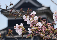 松本城公園の外堀沿いで開花が進むソメイヨシノ