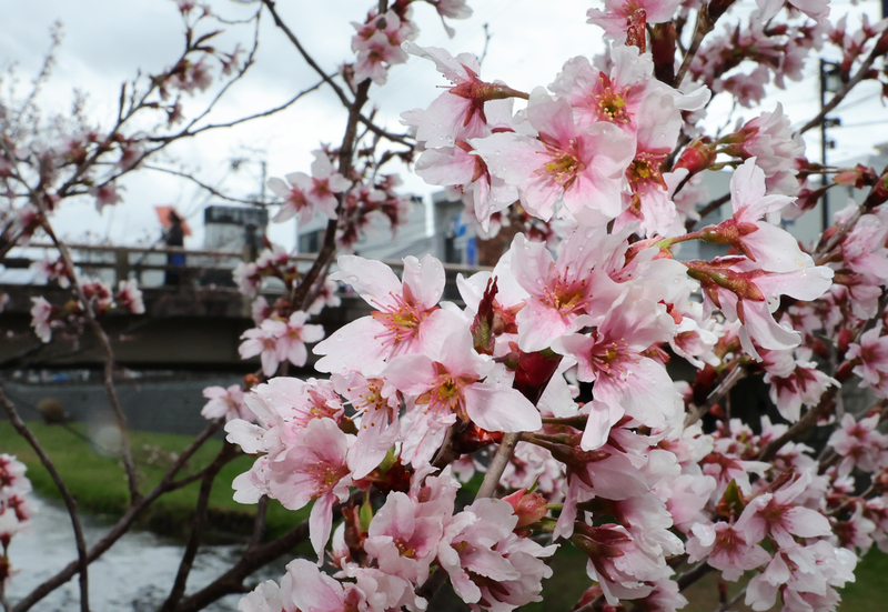 昭和21年発行桜はがき　5銭　再生粗紙　使用済み高い評価 富士桜 50銭 昭和13年(1938)発行 政府紙幣 No.487 未使用 | 収集ワールド