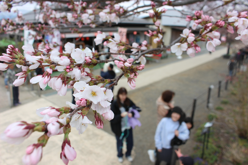 桜ライトアップで春を楽しむアクティビティ