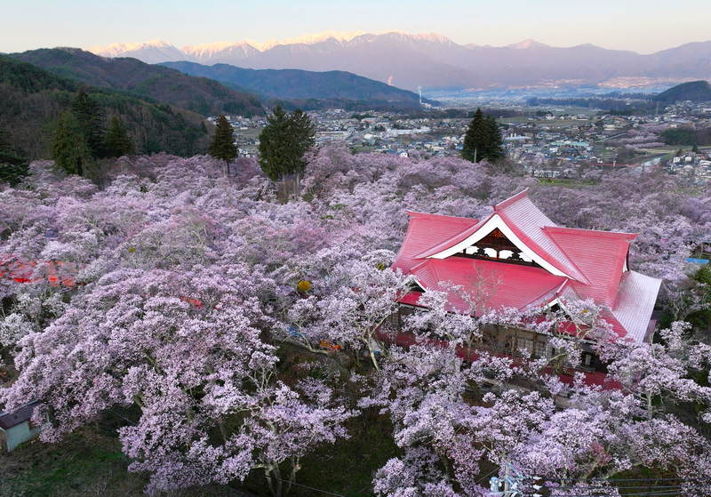 春を感じる桜の風景を楽しもう！