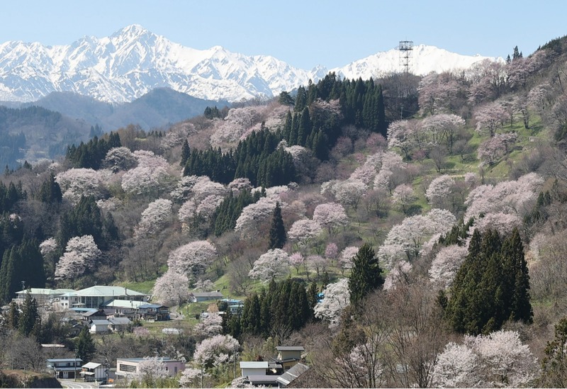 残雪の北アルプスとヤマザクラ共演 小川村の「二反田の桜」満開｜信濃