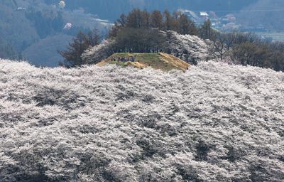 市松に桜の反物　m3642 史跡高松城跡玉藻公園「桜の馬場」桜見物夜間無料開放 | 香川・高松市