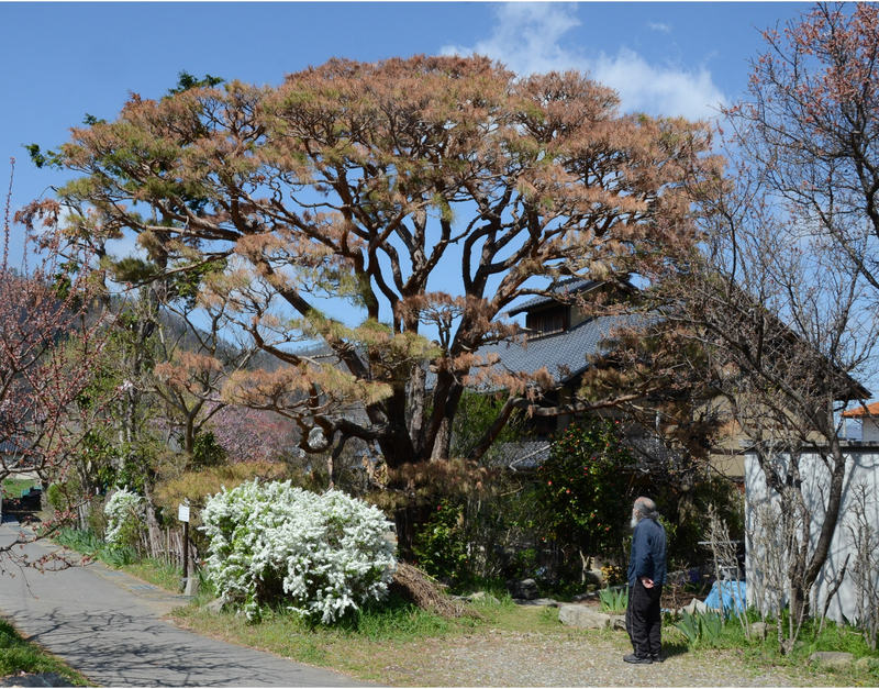 超希少大人気の黒松の60年越えの代物 棚枝も段々になってますが枯れて