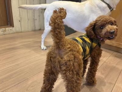 犬のしっぽ、上げる理由は？【知ってなかよしワンニャンシグナル1