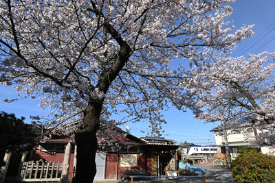 伐採される桜が満開 「切ないね」住民ら最後の花見 諏訪市｜信濃毎日