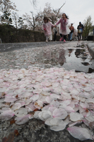 歩道に落ちた桜の花びら