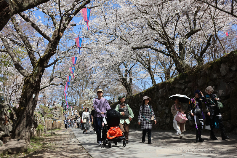 上田市や小諸市でも桜見頃 名所が大勢の花見客で賑わう｜信濃毎日新聞