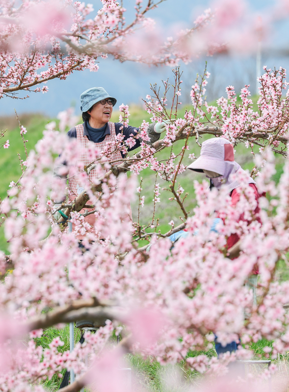 以前はつぼみを摘んでいたけれど…満開の桃畑で次々摘花 松本市｜信濃