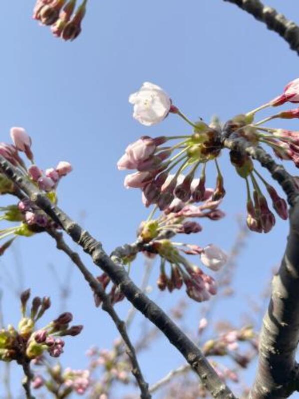 桜前線が北海道に到達 松前町、過去2番目の早さ｜信濃毎日新聞デジタル