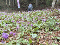 飯田市大瀬木のカタクリ群生地