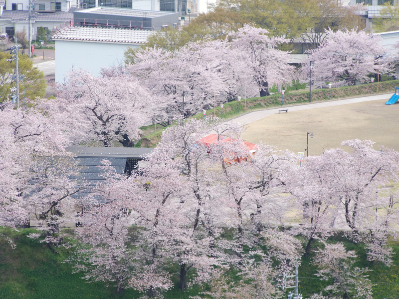 桜吹雪がひらひら 淡いピンク色に染まる飯山城址公園｜信濃毎日新聞