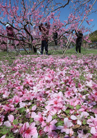 高森町山吹のモモ畑で進む摘花作業。頭上にも足元にもピンクの花が広がった